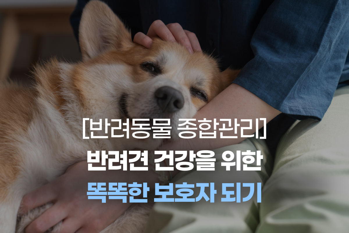 [반려동물 종합관리] 반려견 건강을 위한 똑똑한 보호자 되기 썸네일